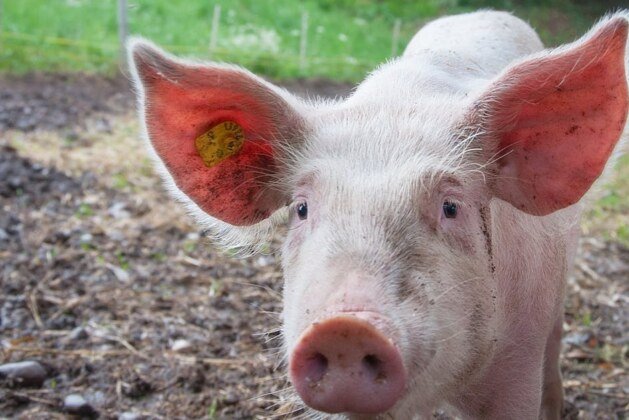 Cochon ou porc : quelles différences fondamentales ?