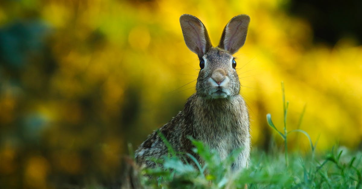 découvrez le monde fascinant des lapins : leur habitat, leur comportement, et des conseils pour en prendre soin. apprenez tout sur ces animaux adorables, que ce soit comme animaux de compagnie ou dans leur environnement naturel.