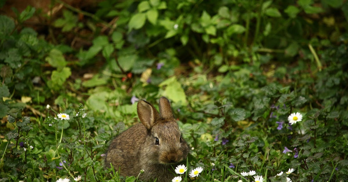 découvrez le monde fascinant des lapins : leurs comportements, habitats et conseils pour en prendre soin. plongez dans l'univers de ces animaux doux et sociables.
