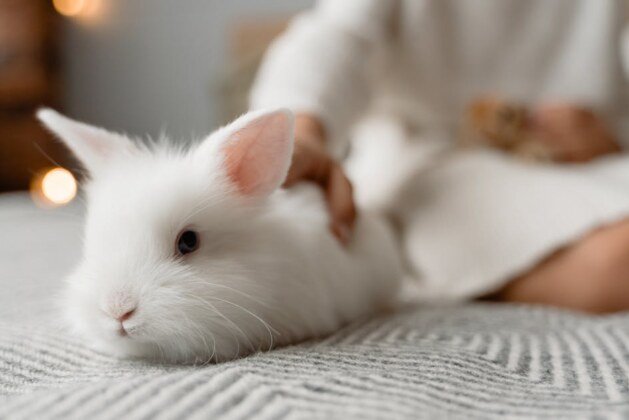 Quelle est la distinction entre un lapin et un lièvre ?