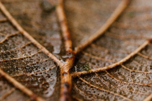 Comment prédire la pluie dans l’heure à venir ?