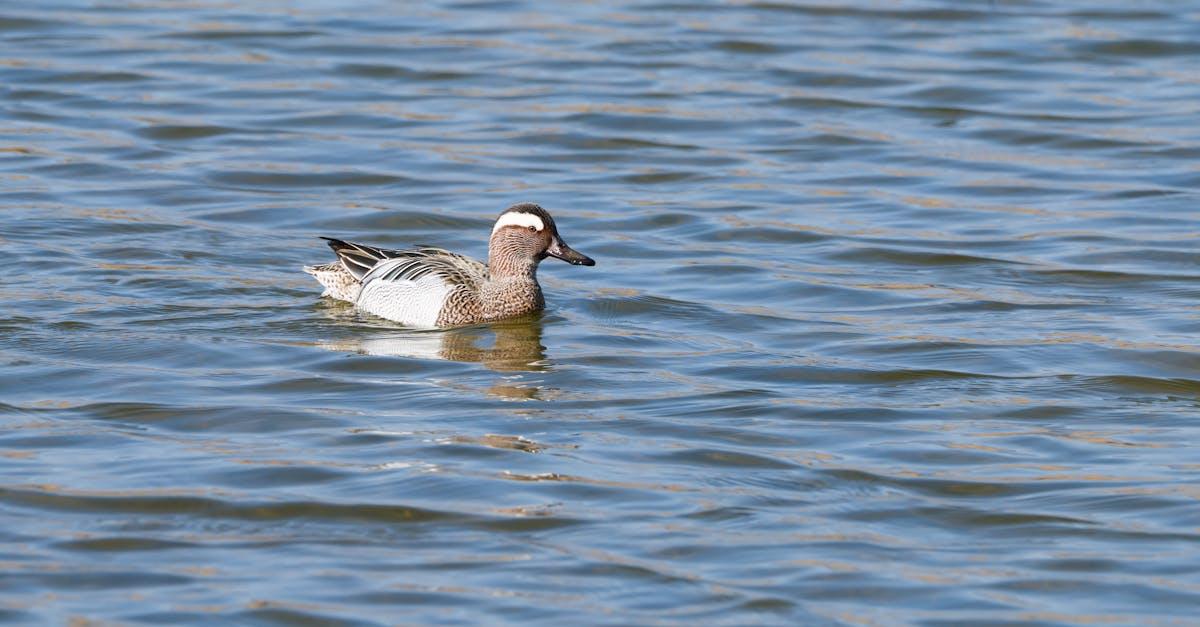 découvrez le charme d'une maison de plain-pied avec des espaces fonctionnels et accessibles. idéale pour toute la famille, le style de vie sans escaliers offre confort et praticité. explorez les avantages d'une construction sur un seul niveau pour votre prochain projet de maison.