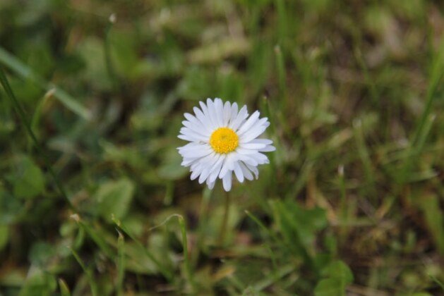 Comprendre l’origine de l’expression ‘maison de plain-pied’