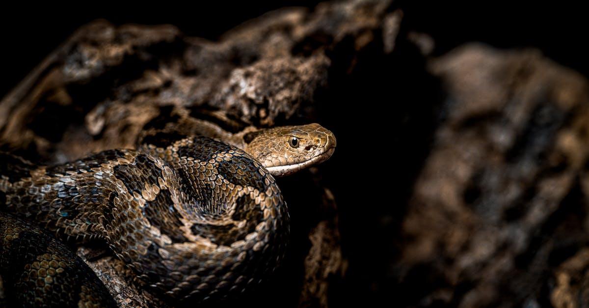 découvrez les solutions efficaces pour la détection des trous de serpent. protégez votre environnement et vos animaux grâce à des techniques fiables et innovantes. informez-vous sur les méthodes de détection et prévenez les intrusions indésirables dans votre jardin.