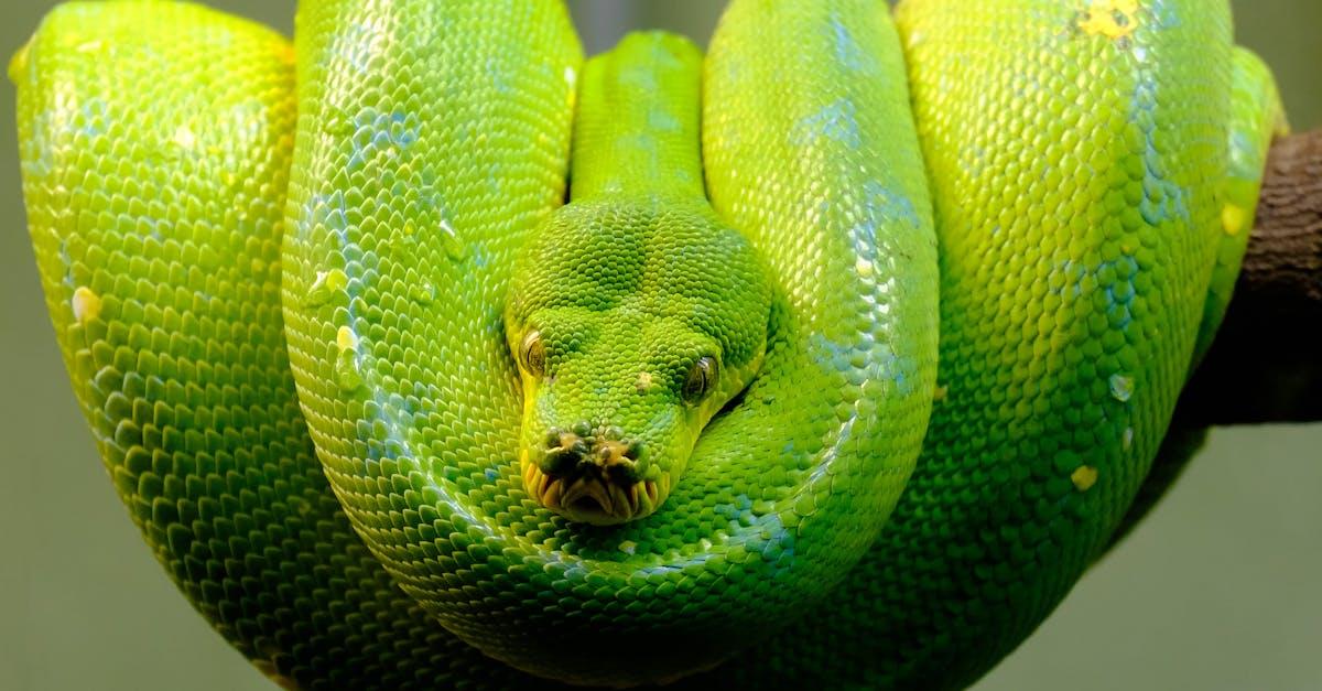 découvrez des méthodes efficaces pour la détection des trous de serpent. protégez votre jardin et votre maison grâce à nos conseils experts et solutions pratiques pour identifier et gérer la présence de serpents. restez en sécurité tout en préservant la nature.