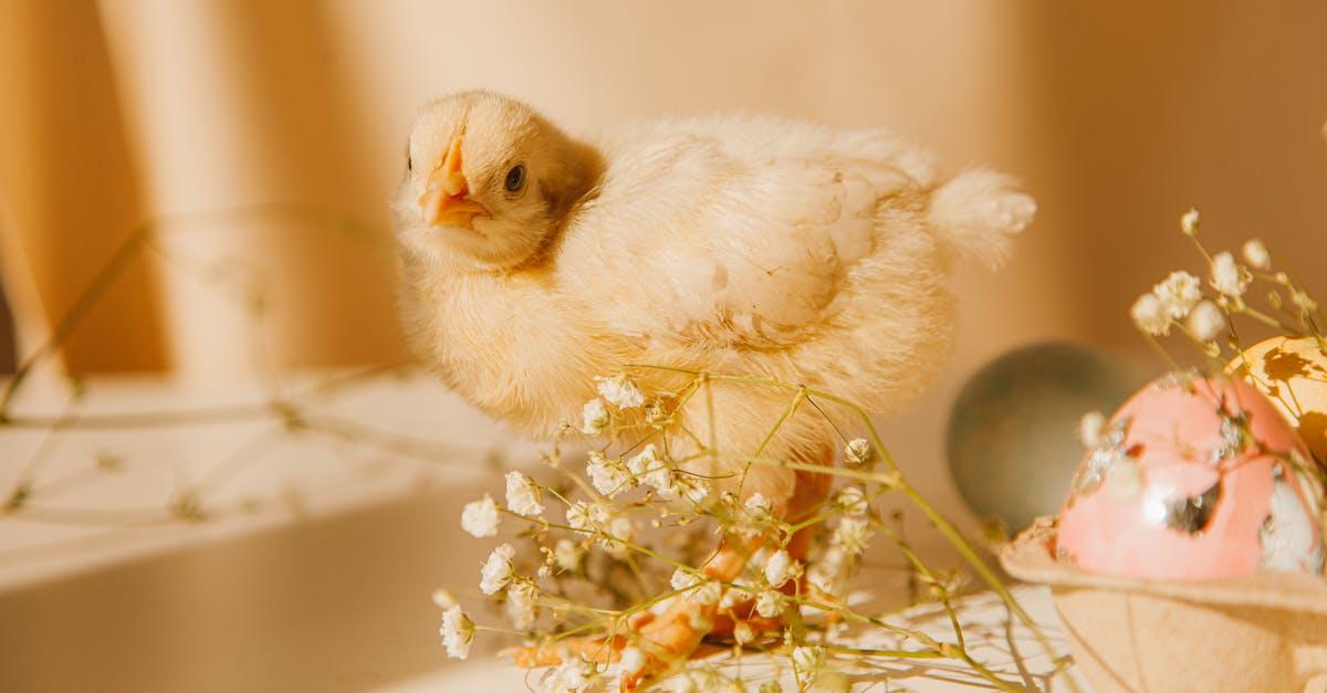 découvrez l'art de la cuisson des œufs mollets, une méthode délicate qui garantit un jaune crémeux et savoureux. parfait pour rehausser vos plats ou pour un petit-déjeuner gourmet.