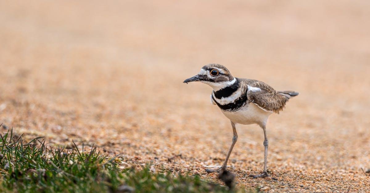 découvrez le monde fascinant des syllabes ! apprenez à décomposer les mots, à améliorer votre prononciation et à maîtriser la structure des syllabes en français. idéal pour les étudiants et les passionnés de langue, cet article vous guide à travers les règles essentielles pour une communication fluide.