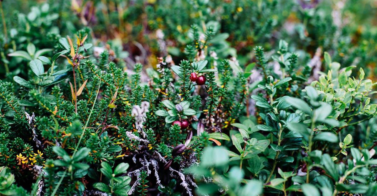 découvrez comment épaissir vos sauces, soupes et autres préparations culinaires facilement grâce à des astuces et techniques simples. apprenez à utiliser des épaississants naturels et à sublimer vos plats en un rien de temps.