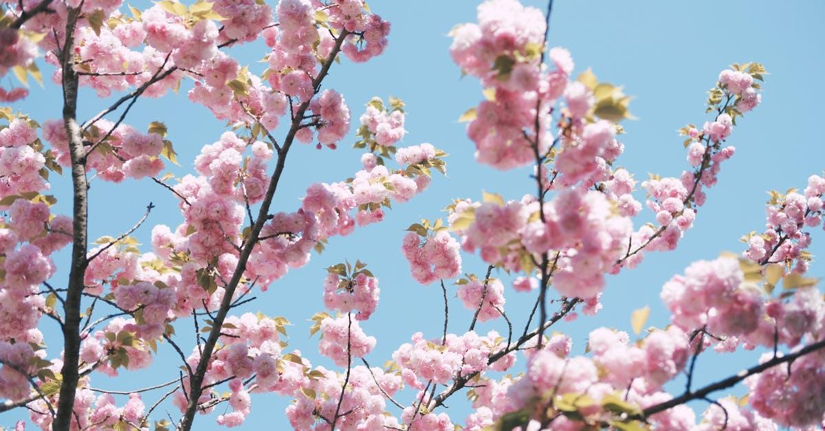 découvrez tokyo, la vibrante capitale du japon, où tradition et modernité se rencontrent. explorez ses quartiers animés, ses temples historiques, sa délicieuse cuisine et ses innombrables attractions touristiques, le tout dans une atmosphère unique et captivante.