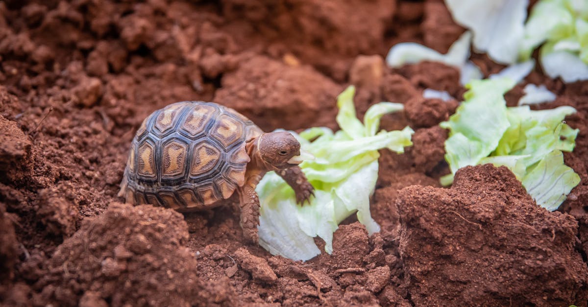 découvrez l'univers fascinant des tortues ! apprenez tout sur leur biologie, leurs habitats, leur comportement et les efforts de conservation. que vous soyez passionné par ces reptiles ou simplement curieux, plongez dans le monde des tortues et admirez leur diversité et leur longévité.