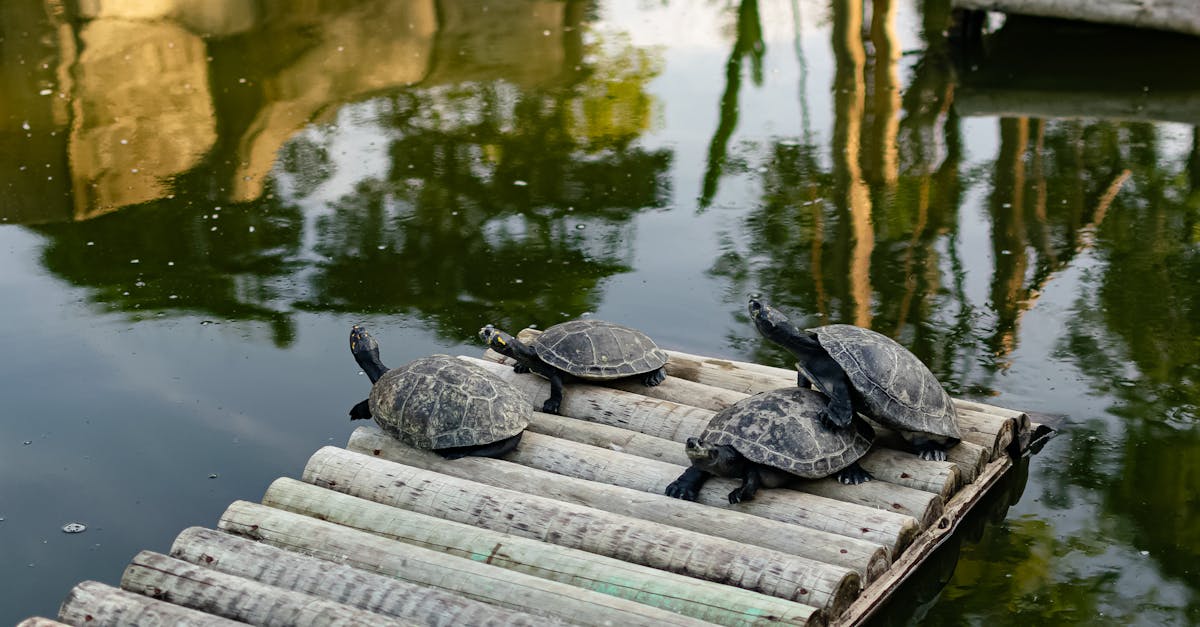 découvrez l'univers fascinant des tortues, ces créatures majestueuses qui peuplent nos océans et nos terres. apprenez tout sur leur habitat, leur comportement et les efforts de conservation pour préserver ces espèces menacées.