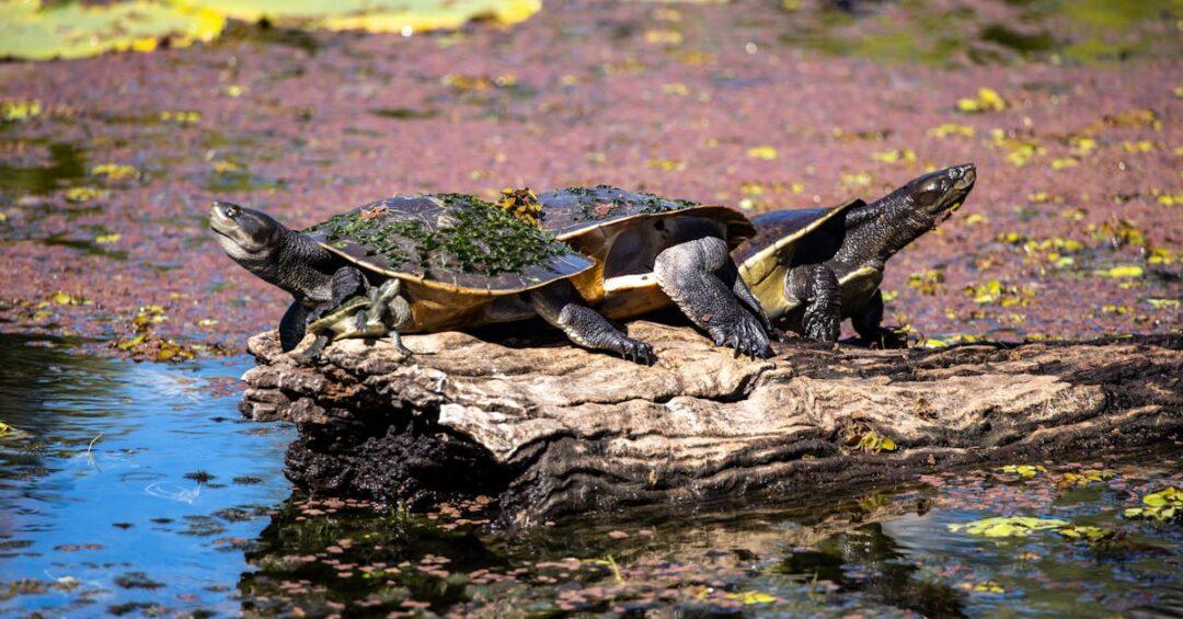 L'espérance de vie des tortues de terre décryptée — free download