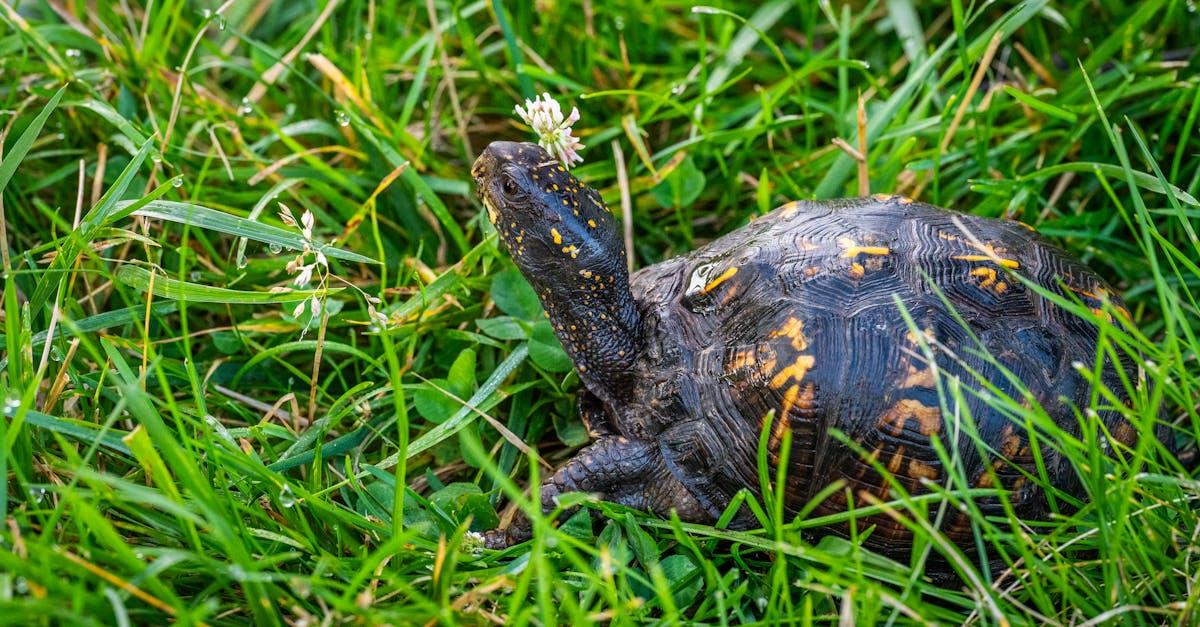 découvrez l'univers fascinant des tortues : leur habitat, leur comportement, et les différentes espèces à travers le monde. apprenez comment ces créatures majestueuses s'adaptent à leur environnement et témoignent de l'évolution de la nature.