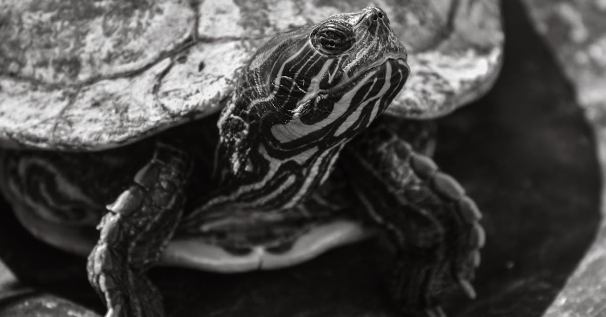 découvrez l'univers fascinant des tortues ! apprenez tout sur leurs habitats, comportements et espèces variées. idéal pour les passionnés de nature et de biodiversité.