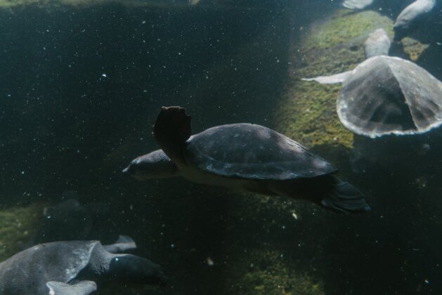 Combien d’années vivent les tortues de terre ?