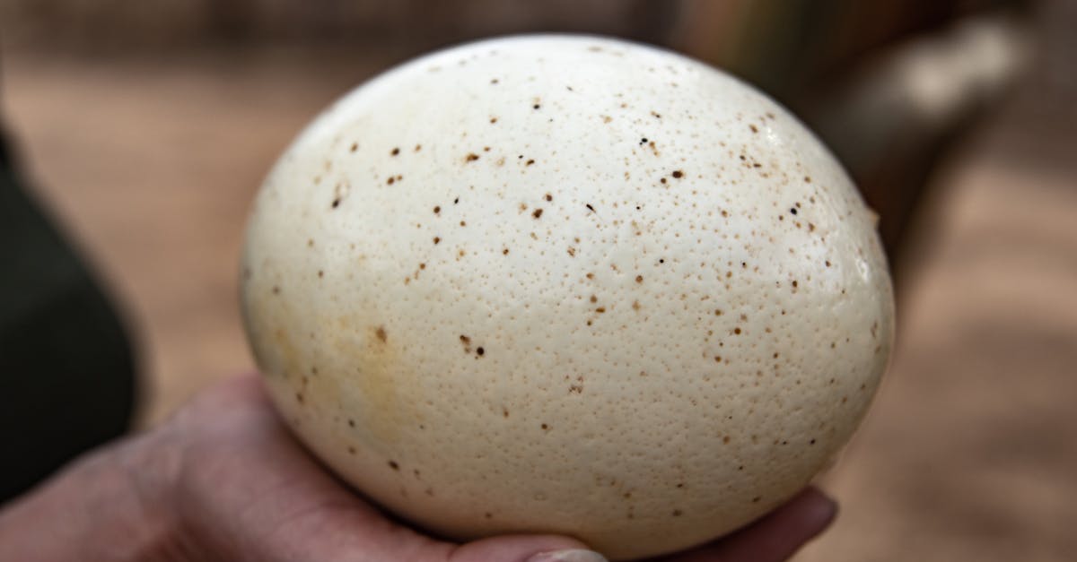 découvrez les secrets de l'incubation des œufs de tortue, un processus fascinant qui révèle la magie de la nature. apprenez les conditions idéales, les meilleures pratiques et les défis à relever pour garantir la survie de ces précieuses créatures.