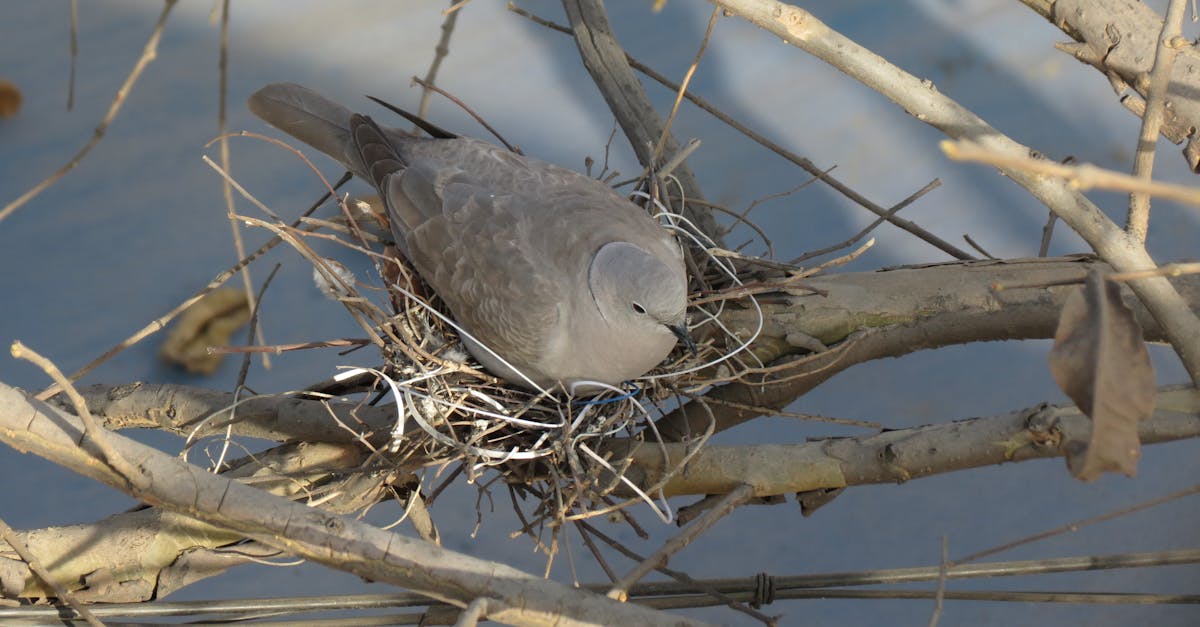 découvrez les secrets de l'incubation des œufs de tortue : des conseils pratiques pour assurer la survie des nouvelles générations de tortues et préserver leur habitat naturel.