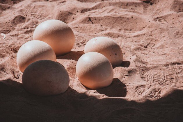 Tout savoir sur la durée d’incubation des œufs de tortue