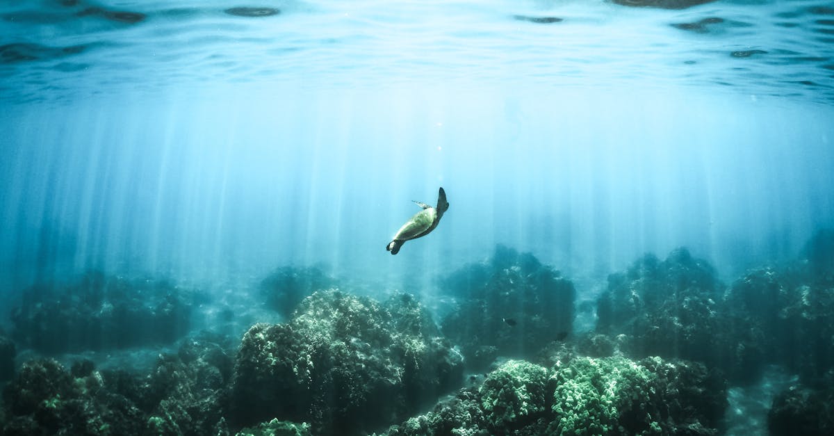 découvrez notre guide complet pour choisir le nom parfait pour votre tortue. inspirez-vous des suggestions originales et apprenez comment un nom unique peut renforcer votre lien avec votre animal de compagnie.