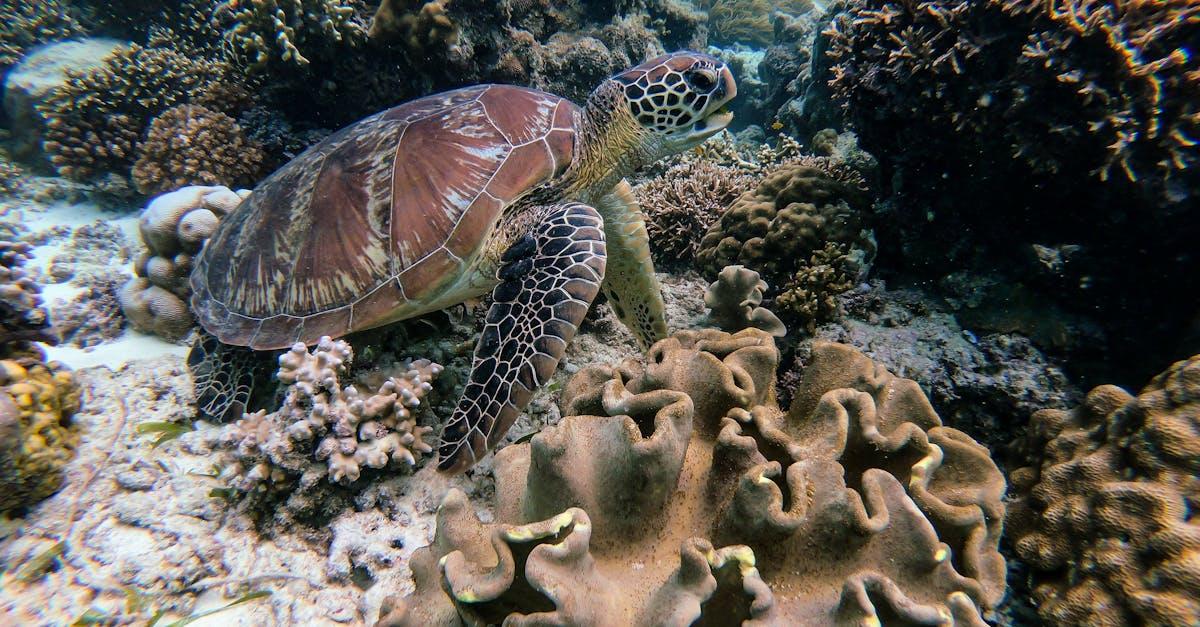 découvrez des idées originales et créatives pour nommer votre tortue ! que ce soit pour un animal de compagnie ou un personnage fictif, trouvez le nom parfait qui reflète la personnalité et le charme de votre tortue.