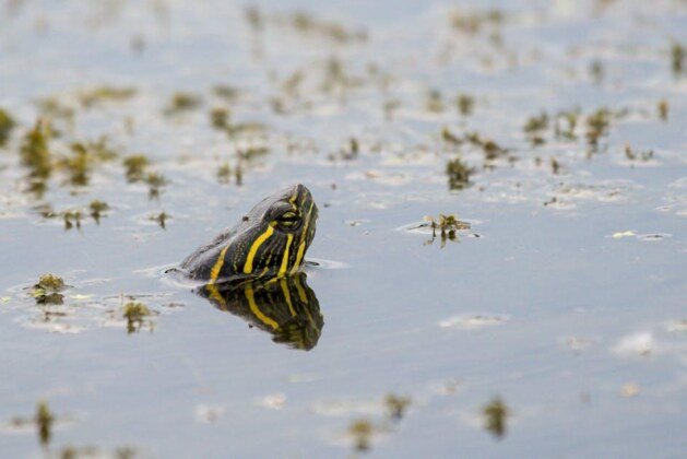 Bébé tortue : comment choisir le nom parfait pour votre petite carapace ?
