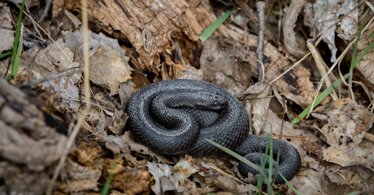 découvrez les serpents venimeux, leurs habitats, comportements et dangers. apprenez à les reconnaître et à les respecter pour assurer votre sécurité et celle de la faune.