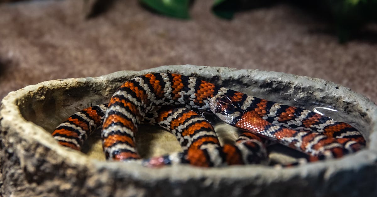 découvrez le monde fascinant des serpents venimeux, des créatures mystérieuses aux couleurs éclatantes et aux comportements uniques. apprenez-en davantage sur leur habitat, leur alimentation et les précautions à prendre pour coexister en toute sécurité avec ces reptiles impressionnants.