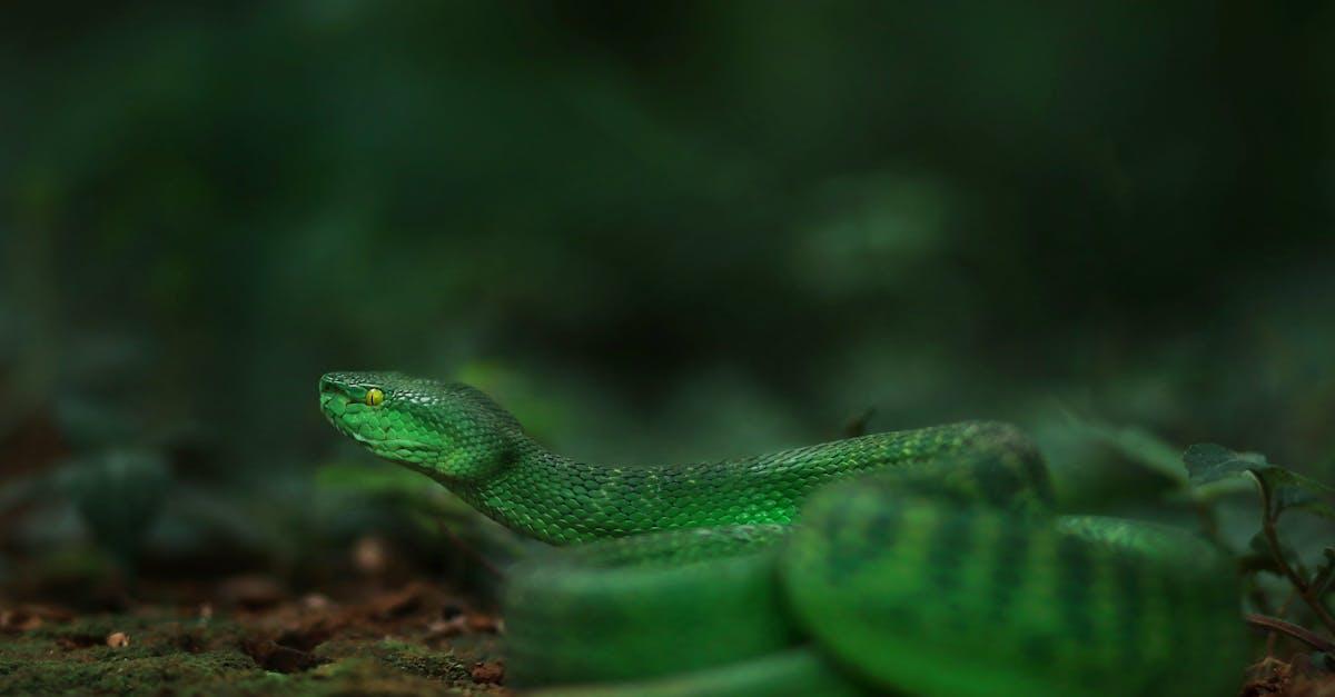 découvrez tout sur les serpents venimeux : leurs spécificités, habitats, comportements et comment les identifier. apprenez à respecter ces fascinantes créatures tout en restant en sécurité dans la nature.