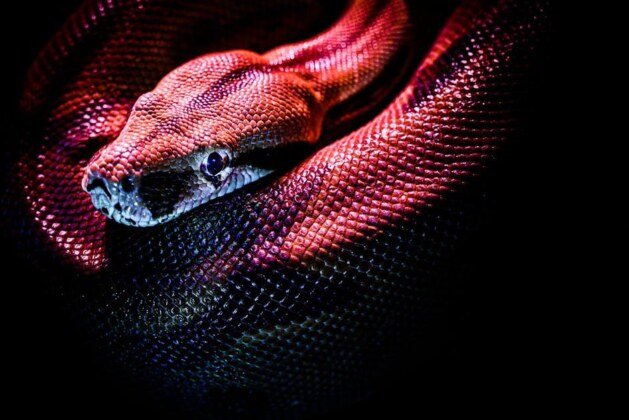 Quel est le serpent le plus venimeux au monde ?