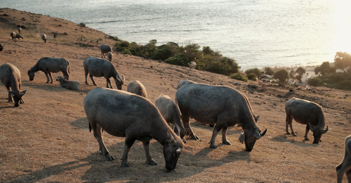 découvrez l'animisme, une croyance selon laquelle chaque être vivant, objet ou élément naturel possède une âme ou un esprit. explorez ses origines, ses principes et son influence sur différentes cultures à travers le monde.