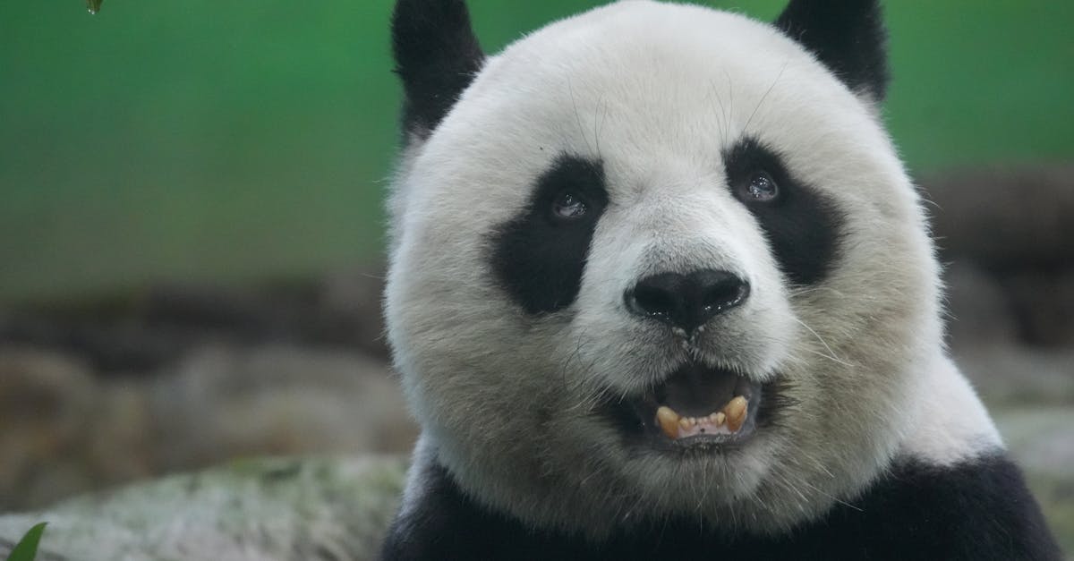 découvrez l'animisme, une croyance selon laquelle tous les êtres vivants, objets et éléments naturels possèdent une âme ou un esprit. plongez dans ses origines, ses pratiques et son influence sur différentes cultures à travers le monde.