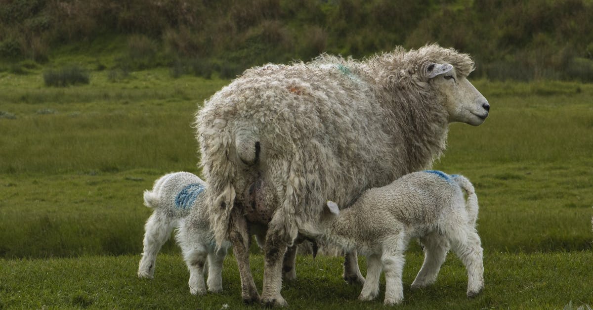 découvrez l'animisme, une croyance ancienne qui attribue une âme ou une conscience aux objets, à la nature et aux êtres vivants. explorez ses origines, ses principes et son influence dans diverses cultures à travers le monde.