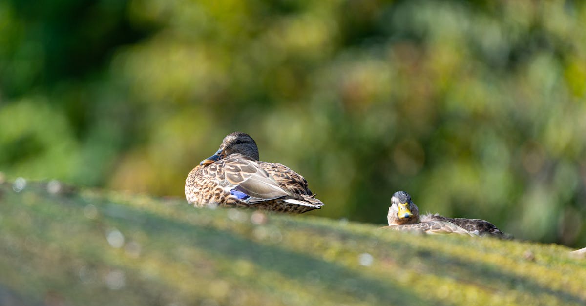 découvrez l'animisme, une croyance spirituelle qui attribue une âme ou une conscience aux êtres vivants, aux objets et aux éléments naturels. explorez ses origines, ses pratiques et son influence dans différentes cultures à travers le monde.