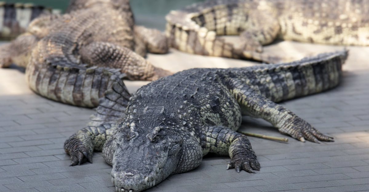 découvrez tout sur les crocodiles : leur habitat, leur alimentation, leur mode de vie fascinant et leur rôle essentiel dans l'écosystème. explorez ces reptiles impressionnants et apprenez à mieux les connaître.