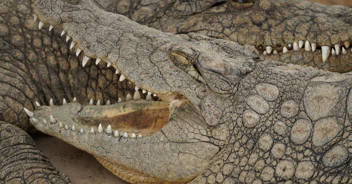 découvrez tout sur les crocodiles : leur habitat, leur alimentation, leurs comportements fascinants et les espèces que l’on retrouve à travers le monde.