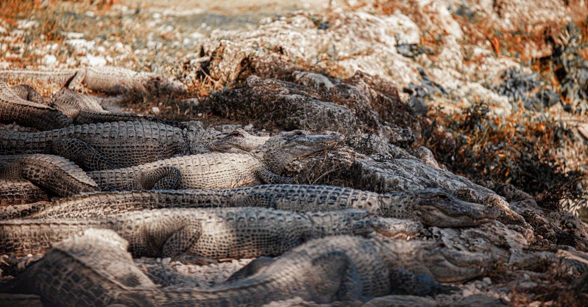 découvrez tout sur les crocodiles : caractéristiques, habitat, alimentation, comportement et faits fascinants sur ces impressionnants reptiles préhistoriques.