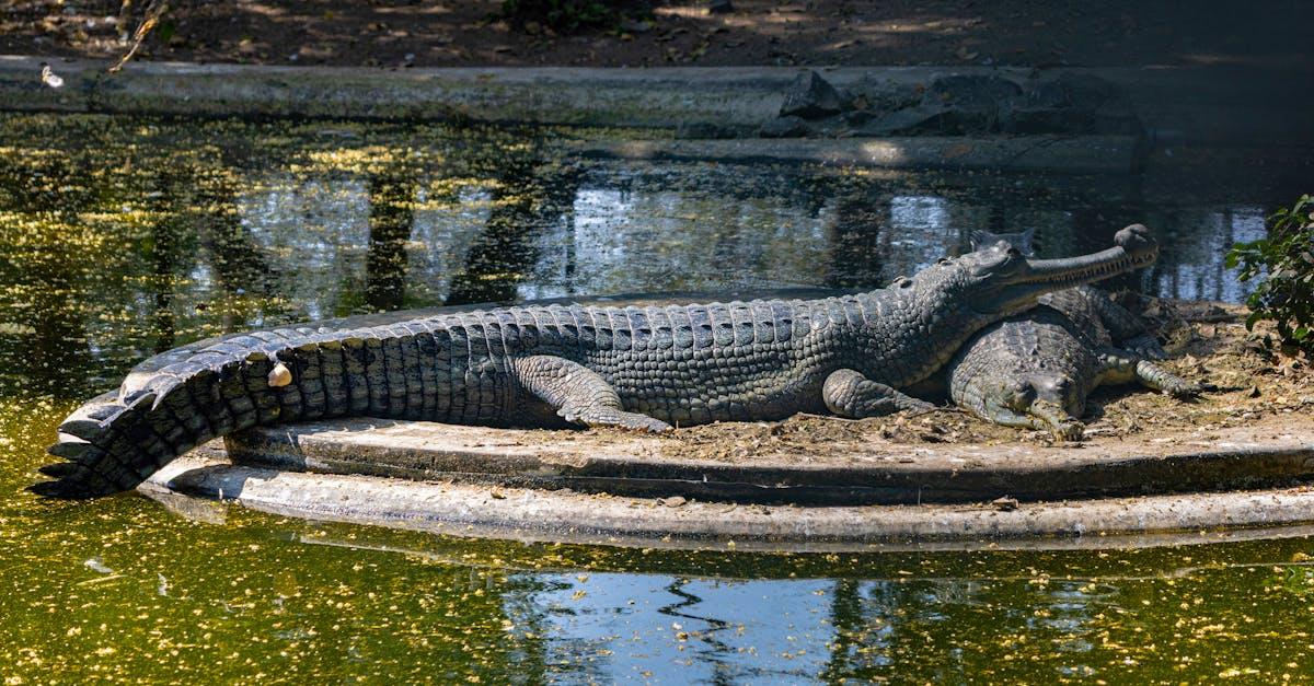 découvrez tout sur les crocodiles : habitat, alimentation, caractéristiques, mode de vie et faits fascinants sur ces redoutables reptiles préhistoriques.