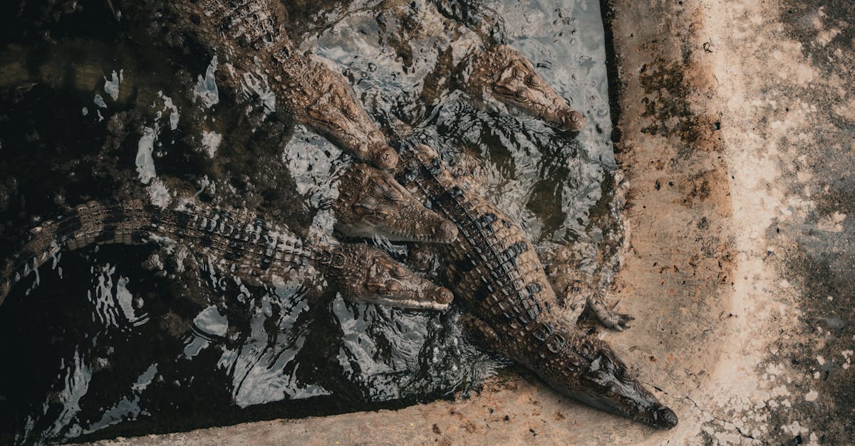 découvrez tout sur les crocodiles : leur habitat, leur alimentation, leur comportement fascinant et leur rôle essentiel dans les écosystèmes. informations, curiosités et conseils pour mieux comprendre ces reptiles impressionnants.