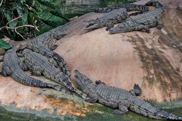Est-il vrai que les crocodiles évitent les capybaras ?