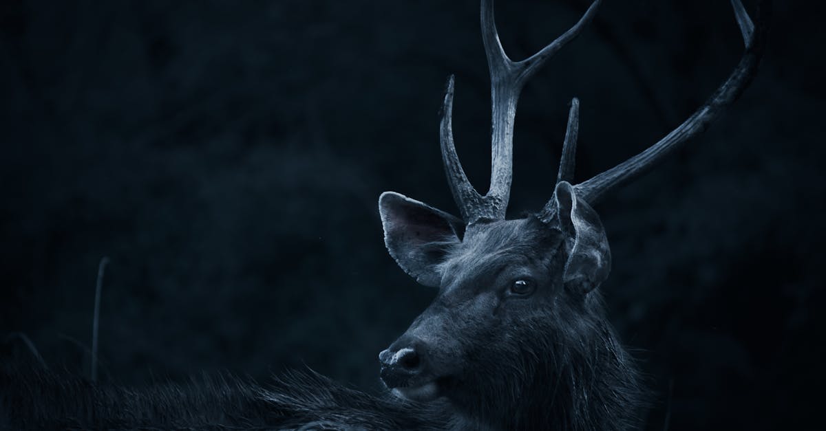 découvrez tout sur le cerf : son habitat, son alimentation, ses caractéristiques et son rôle dans la nature. informations, photos et conseils pour mieux comprendre cet animal majestueux.