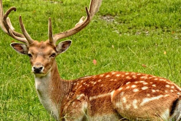 Quelle est la différence entre une biche et un chevreuil ?