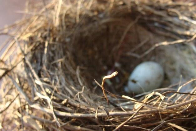 Durabilité des œufs : quelle est la durée de conservation optimale ?