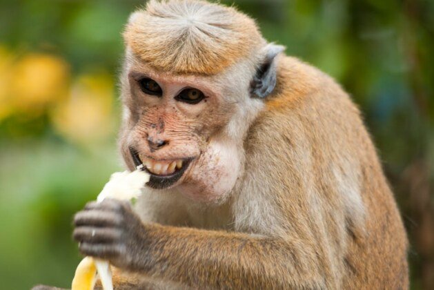 Faut-il privilégier l’expression ‘en bonne et due forme’ ou ‘en bon et dû forme’ ?