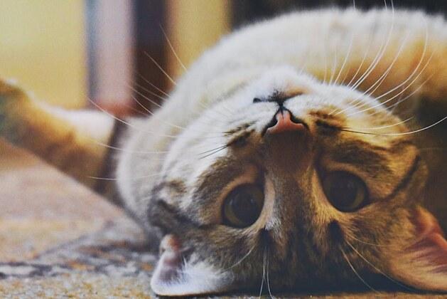 Les suggestions d’amis sur Facebook révèlent-elles les visiteurs de votre profil ?