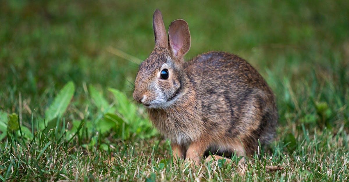 découvrez tout sur le lièvre : son habitat, son mode de vie, ses différences avec le lapin, et des informations fascinantes sur cet animal rapide et agile que l’on retrouve dans nos campagnes.
