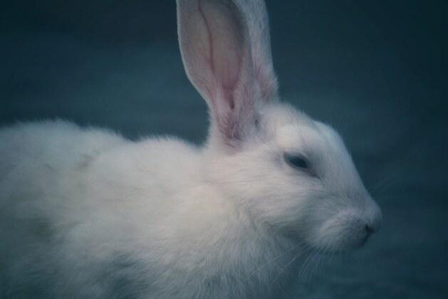 Comment s’appelle la femelle du lièvre ?