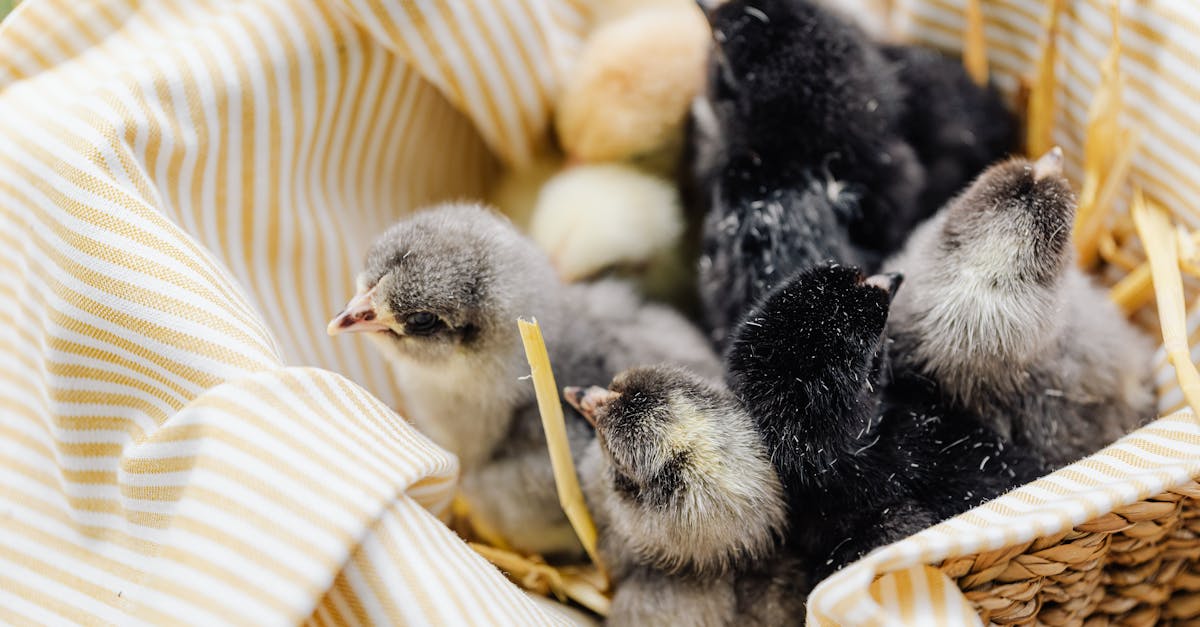 découvrez la signification, l’origine et les caractéristiques du terme « hatchling », souvent utilisé pour désigner un jeune animal tout juste sorti de l’œuf. informations, exemples et explications simples.