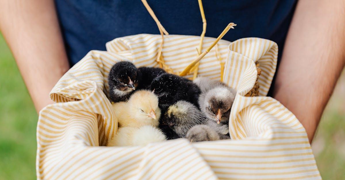 découvrez la signification du terme 'hatchling', employé pour désigner un jeune animal venant tout juste d'éclore, et explorez ses usages dans différents contextes en biologie.