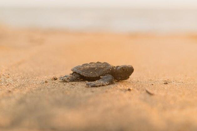 Comment appelle-t-on un bébé serpent ?