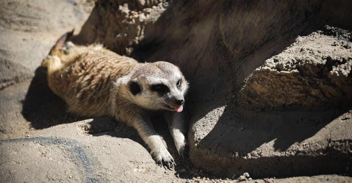 découvrez tout ce que vous devez savoir sur le cycle de chaleur, un phénomène essentiel dans la reproduction des animaux. apprenez comment il influence le comportement et la santé de vos animaux de compagnie. informez-vous sur les signes et les soins à apporter durant cette période cruciale.